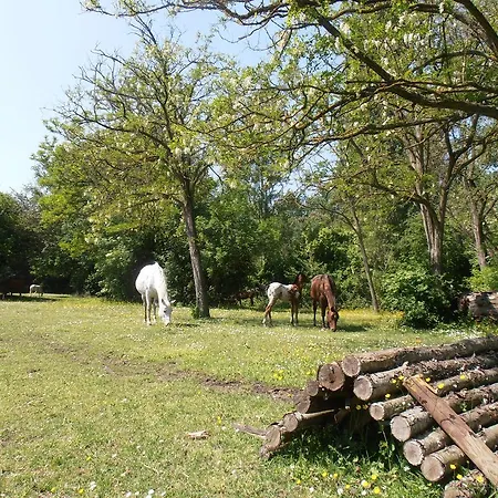 Amici Miei Bed & Breakfast Marina Romea