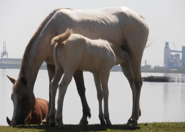 Amici Miei Hotel Marina Romea