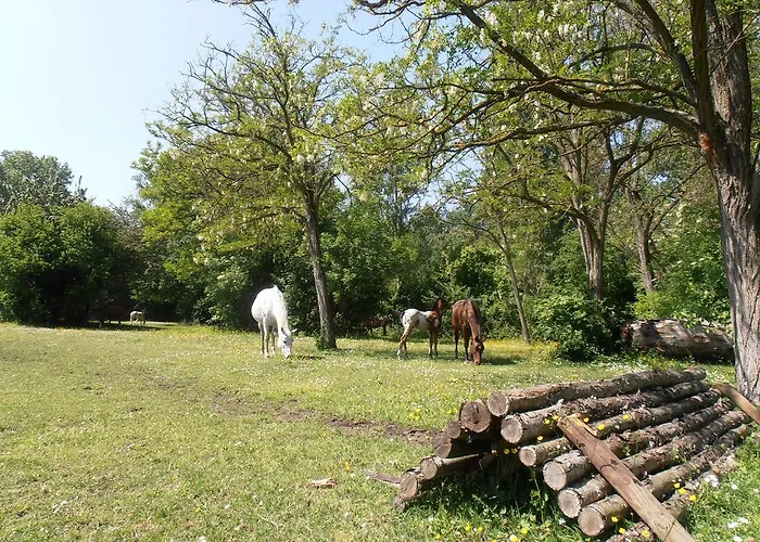 Amici Miei Hotel Marina Romea