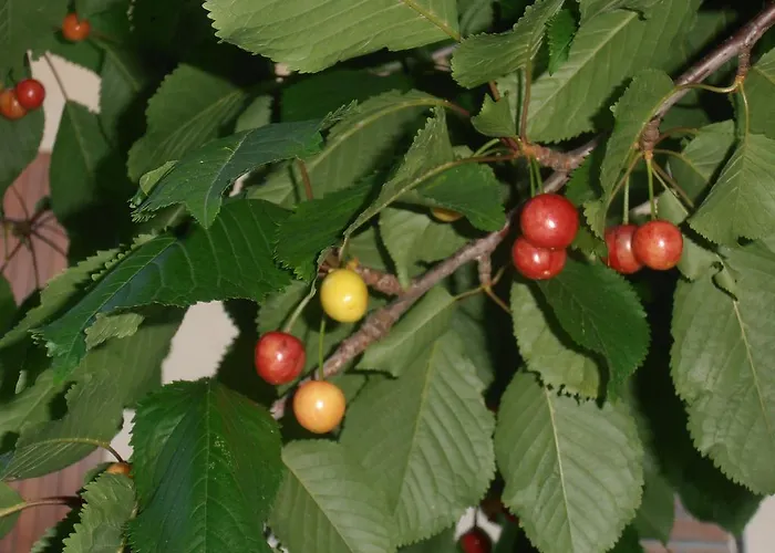 Отель Amici Miei Марина-Ромеа