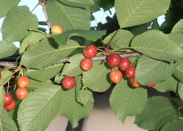 Hotel Amici Miei Marina Romea