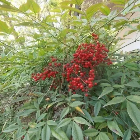 Hotel Amici Miei Marina Romea