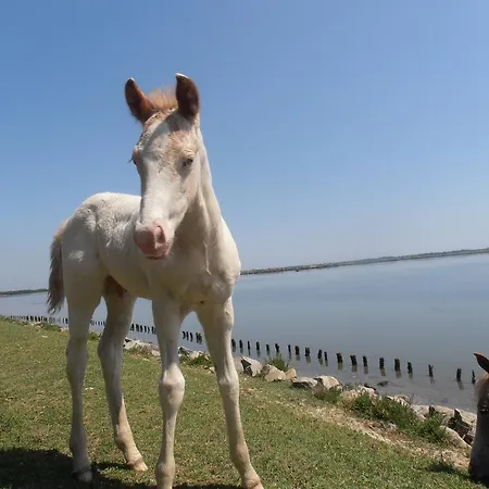 Amici Miei Marina Romea