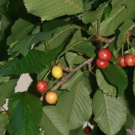 Hotel Amici Miei Marina Romea