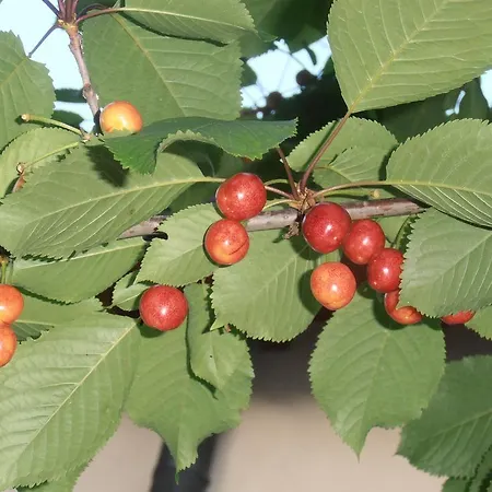 Hotel Amici Miei Marina Romea