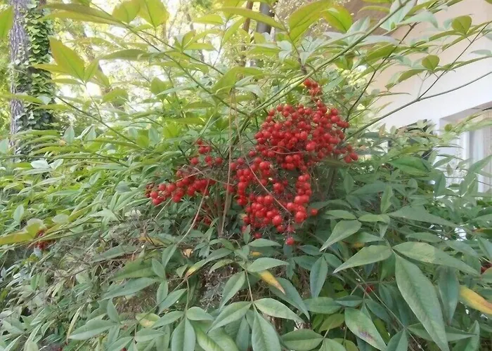 호텔 Amici Miei 마리나로미에