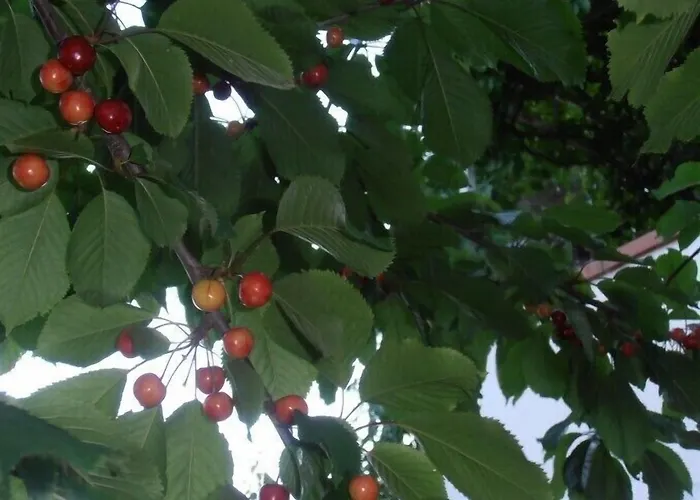 ホテル Amici Miei *